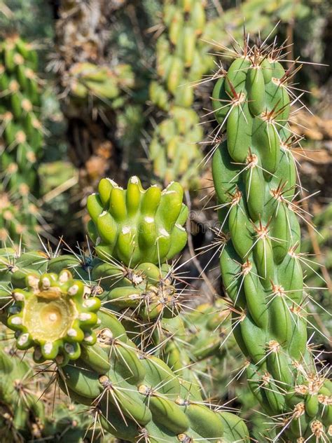 Cacti In The Desert Stock Photo Image Of Desert Garden 126650712