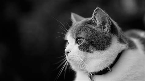 Hd Wallpaper Cat Look Portrait Muzzle Black And White Profile