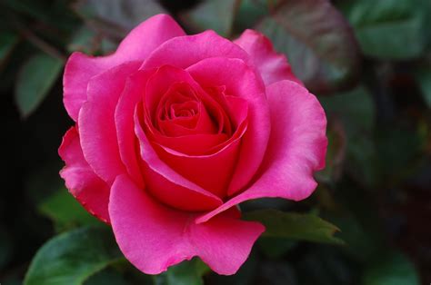 ¿sabes Que Significa El Color Tus Rosas Consejos Happy Flower