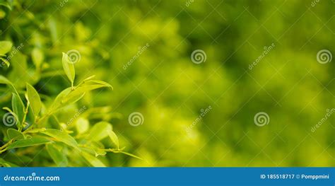 Fresh Green Leaf On Blurred Greenery Background Stock Image Image Of