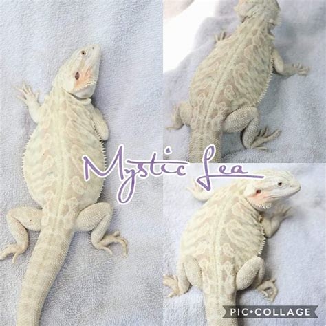 White Hypo Leatherback Bearded Dragon From Mystic Lea