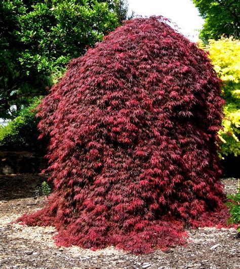 Orangeola Japanese Maple Acer Palmatum Orangeola Trees