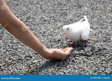 Feeding White Pigeon Stock Photo Image Of Dove Ground 24091600