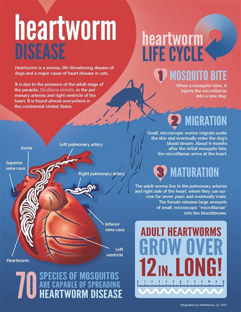 It is more common in warm, humid areas but can. All about heartworm | Veterinary medicine, Vet tech ...