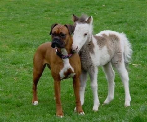 To Cute Boxer Dogs Unlikely Animal Friends Boxer Puppies
