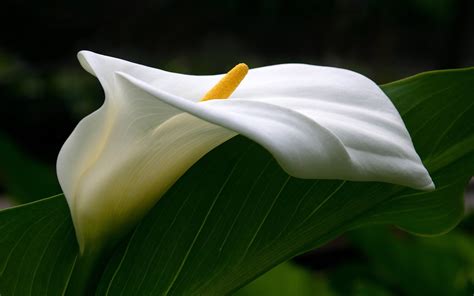 White Calla Lily Image Id 297749 Image Abyss