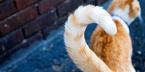 How To Read Your Cats Tail Language Love Meow