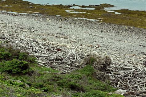 Coastal Driftwood Photograph By Bob Gibbonsscience Photo Library