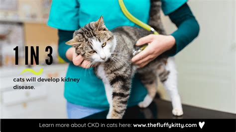 You can tell when it's getting worse, because you can smell a. Chronic Kidney Disease in Cats: Stages & Life Expectancy ...