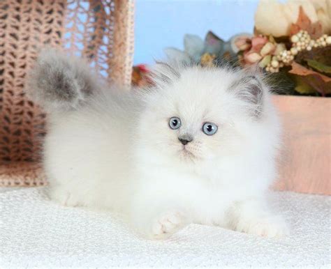Himalayan Kittens For Sale Gatitos Adorables Gatos Bonitos Animales