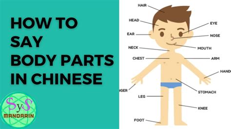 298 How To Say Body Parts In Chinese Youtube