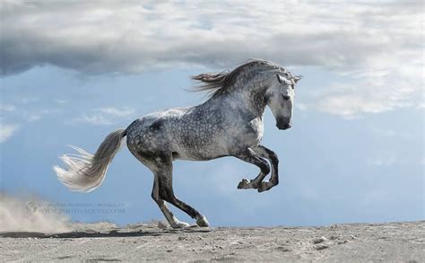 Die besten coole bilder, um zu teilen. Coole Pferde Bilder Für Whatsapp | Bilder und Sprüche für ...