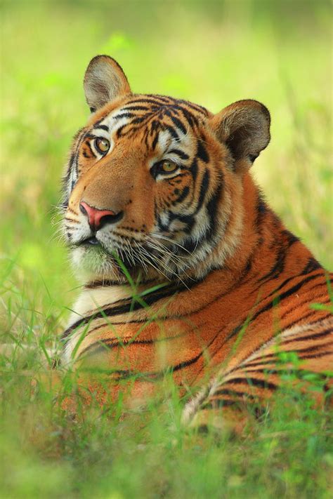 Bengal Tiger Photograph By Nadeem Khawar Fine Art America