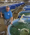 Ohio’s largest indoor fish hatchery traces journey from trout to ...