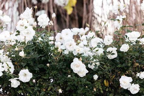17 Best Climbing Roses For Your Garden