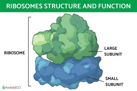 Ribosomes Structure And Function In Biology Definition With Diagrams
