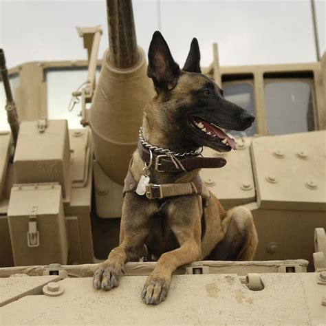 March 13 Is National K 9 Veterans Day It Is The Official Birthday Of