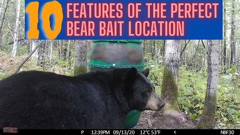 10 Attributes Of The Perfect Bear Bait Site Perfect 10 In Bear