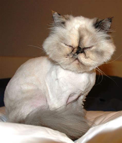 Failed cat shaving experiment (youtube.com). Pin on Hahaha!