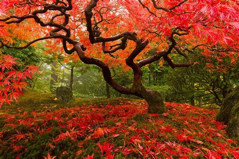 Japanese Maple Canvas Maple Tree Red Leaves Forest Landscape