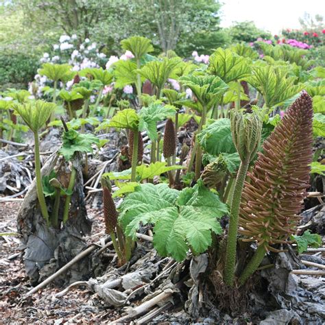 Buy Chile-rhubarb Gunnera manicata: £12.99 Delivery by Crocus