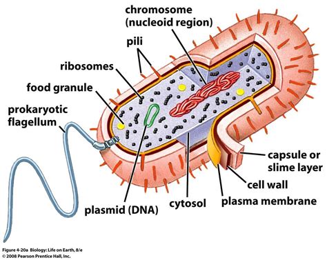 Prokaryotic Cells