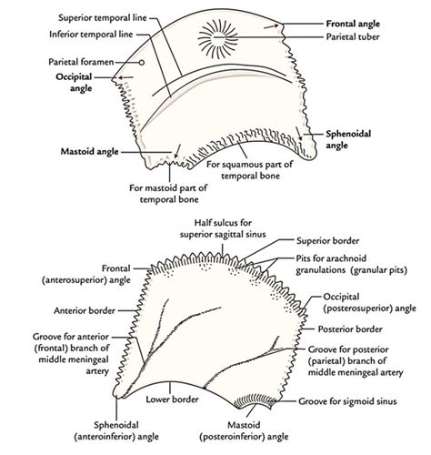Internal Surface Anatomy Parietal Bone