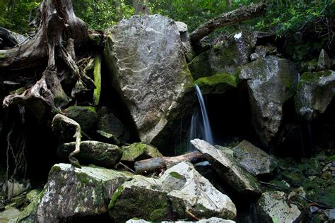 Rocks Tree Roots Spring Forest Rocks Free Nature Pictures By