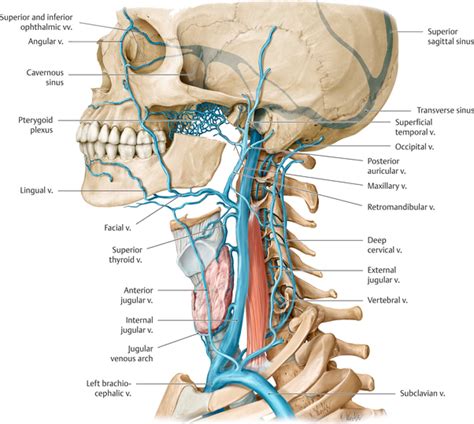 Veins of head & neck. What major blood vessels run through the neck? - Quora
