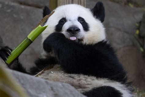Panda Updates Wednesday July 25 Zoo Atlanta