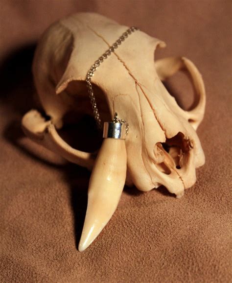 Real Mountain Lion Cougar Tooth Pendant For The By Naturepunk