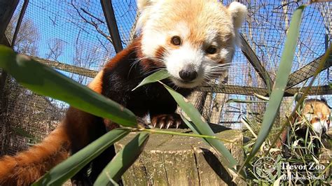 Live From The Trevor Zoo Episode 103 Red Pandas Youtube