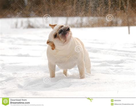 Dog Shaking Snow Off Stock Photo Image Of Canine Mouth 36563394