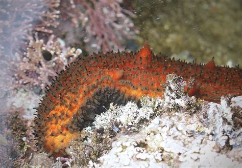 Warty Sea Cucumber Paratichopus Parimensis Pt Lobos S Flickr