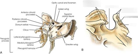 Sella Turcica Of Sphenoid Lateral View Diagram Quizlet