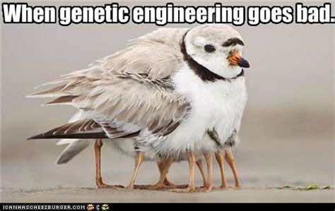 When Genetic Engineering Goes Bad Cheezburger Funny Memes Funny Pictures