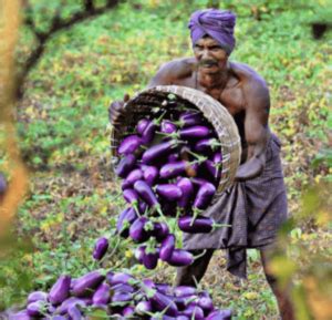 Impact Of Bt Brinjal Cultivation In The Market Value Chain In Five Districts Of Bangladesh