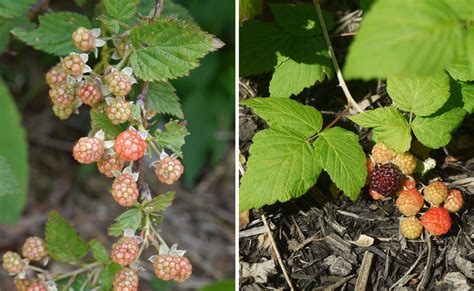 To ensure your growing success and satisfaction, there are a few. Blackberry-black raspberry | Identify that Plant