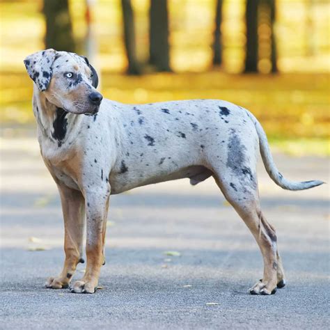 10 Uncommon Canine Breeds Which You May By No Means Have Heard Of
