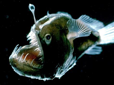 The Most Frighteningly Bizarre Ocean Creatures