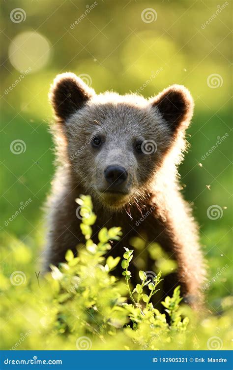 Brown Bear Cub In The Summer Forest Stock Image Image Of European