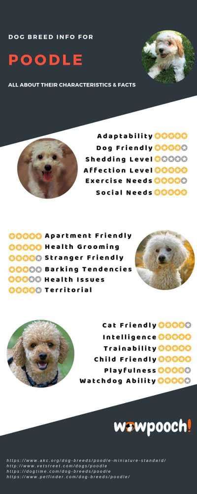Poodle Dog Breed Information Pictures Characteristics And Facts Wowpooch