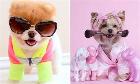The 20 Most Glamorous Dogs On The Internet Trendy Queen Leading