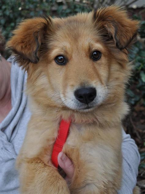 As a junior volunteer you must use the pdf version of the application, print it and bring it to the shelter with a parent or guardian. Adopt Cali on | Golden retriever mix, Collie, Collie dog