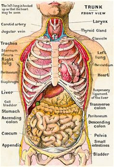 Pain under the ribs in the ruq can result from various conditions that affect the organs or surrounding tissues in that area of the abdomen. diagram of human body organs | Picture Of Body Organs ...