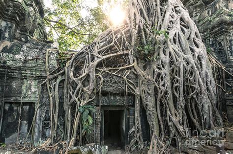 Famous Old Temple Ruin With Giant Tree Roots Angkor Wat Cambodia