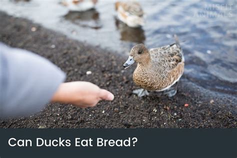 Can Ducks Eat Bread Why It Is Bad For Them