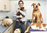 Images of Animal Doctor Career