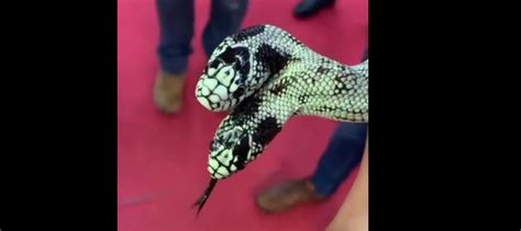 Dvoglava zmija VIDEO Grabancijaš