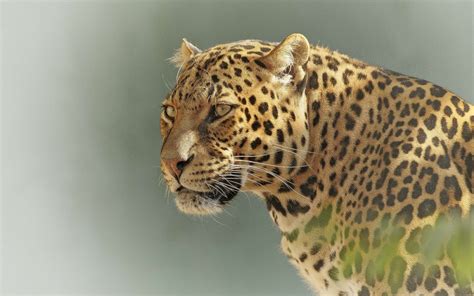 Différences Entre Le Guépard Le Léopard Et Le Jaguar Instinct Animal